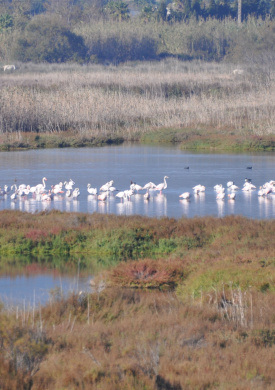 RN Albufereta flamencs.jpg