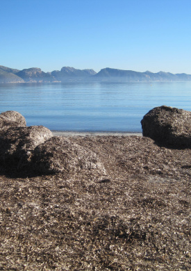 RN Albufereta playa Sa Marina posidonia.JPG