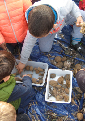 RN Albufereta activ ed infantil.jpg