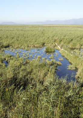 PN Albufera vista by Sebastià Torrens.jpg