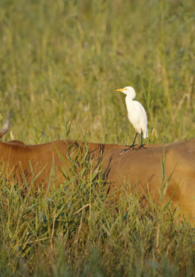 PN Albufera vaca by Sebastià Torrens.jpg