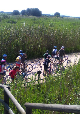 PN Albufera ruta bici.jpg
